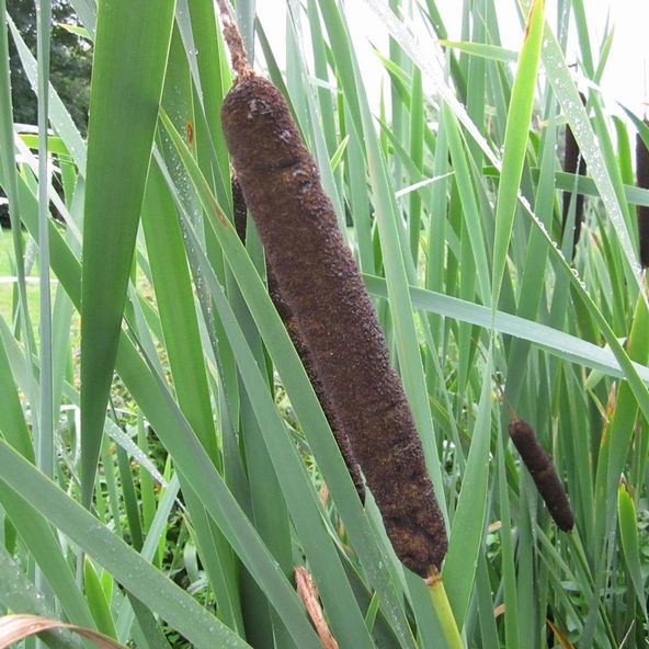 Typha latifolia (Marginal Aquatic)