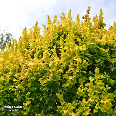 Ulmus x hollandica Wredei (Mature Tree)