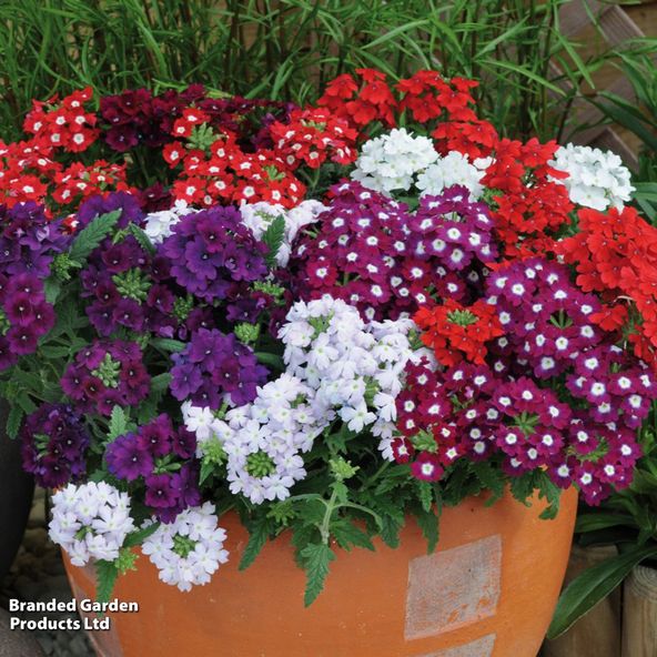 Verbena 'Quartz Mixed' F1