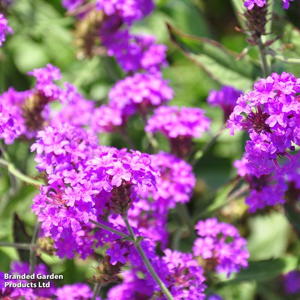 Verbena rigida Santos Purple