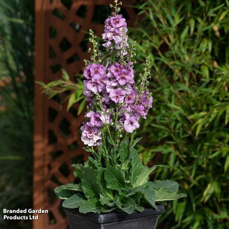 Verbascum 'Sugar Plum'