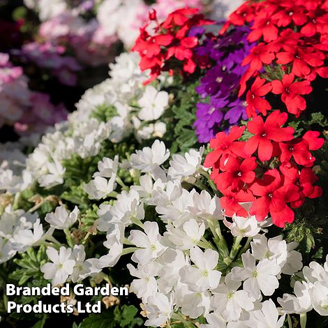 Verbena 'T&M Dwarf Jewels Mix' - Seeds