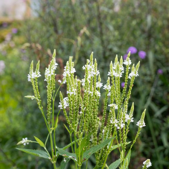 Verbena hastata White Spires
