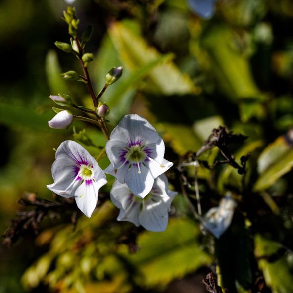 Parahebe lyallii
