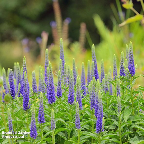 Veronica spicata