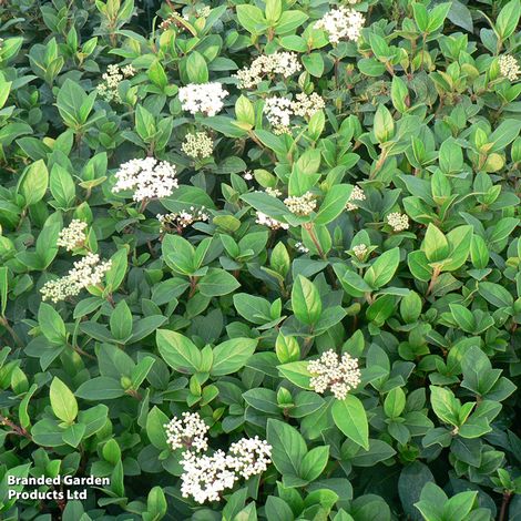 Viburnum tinus 'French White'