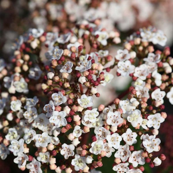 Viburnum tinus 'Lisarose'