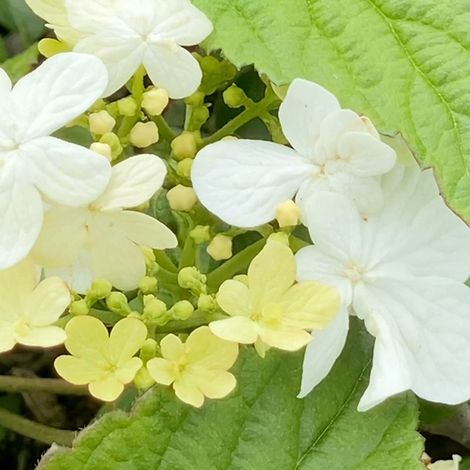 Viburnum plicatum 'Summer Snowflake'