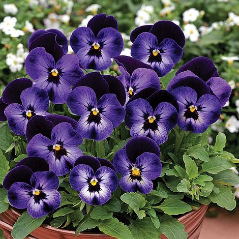 Viola 'Denim' | Thompson \u0026 Morgan