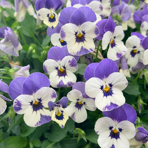 Viola 'Delft Blue'