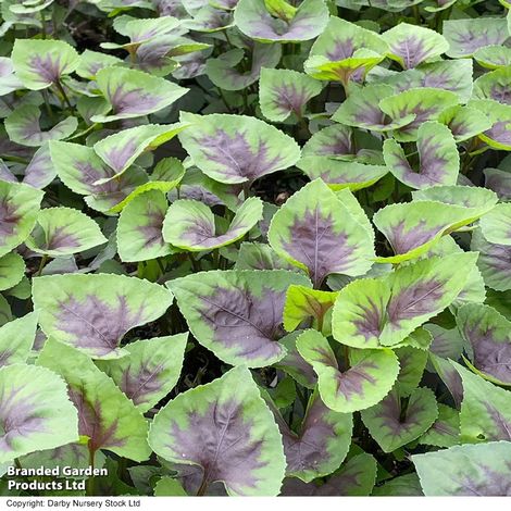 Marsh Violet 'Heartthrob'