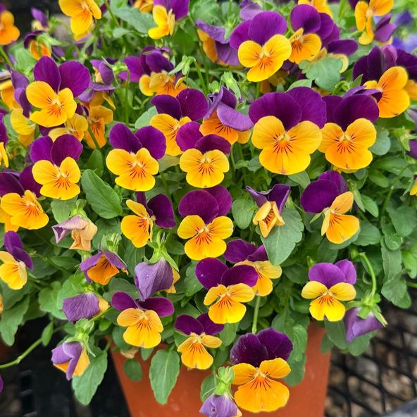 Pansy 'Select Orange with Purple Wing'