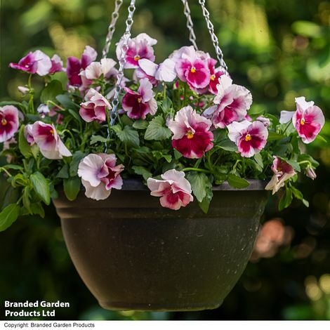 Viola Raspberry Fools
