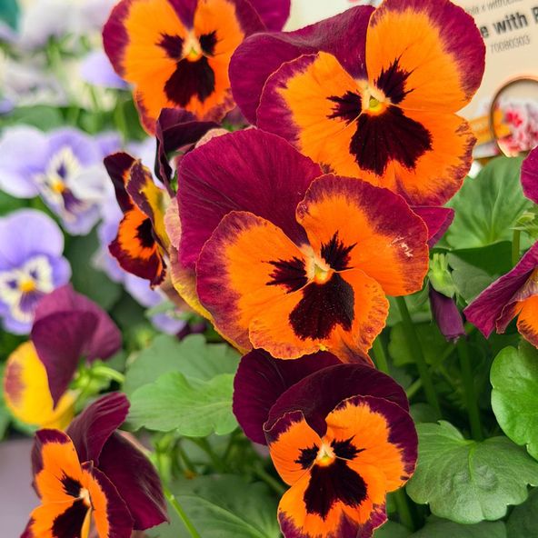Pansy Select Orange with Purple Wing