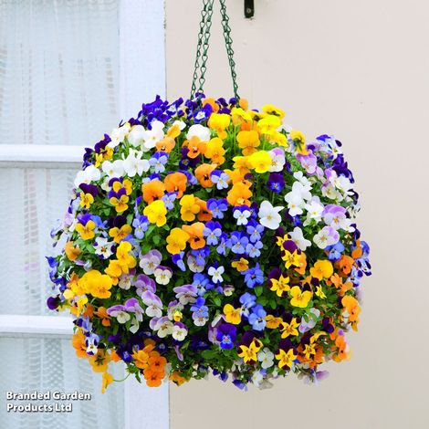 Viola (Ice Babies) 'Teardrops' Pre-Planted Hanging Basket
