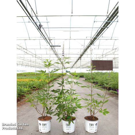 Vitex agnus-castus 'Blue Diddley'