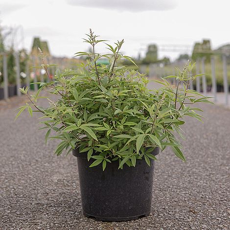 Vitex agnus-castus 'Galactic Pink'