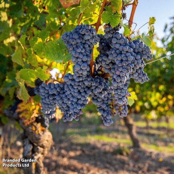 Grape 'Schiava Grossa'