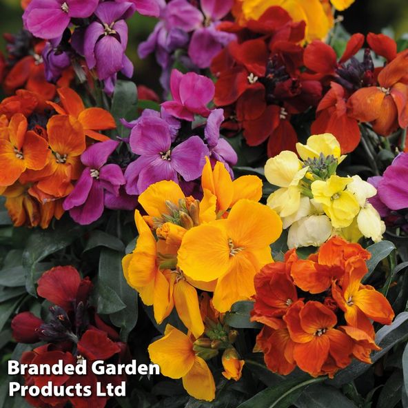 Wallflower 'Harlequin Mixed'