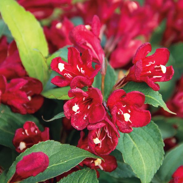 Weigela 'Cherry Love'