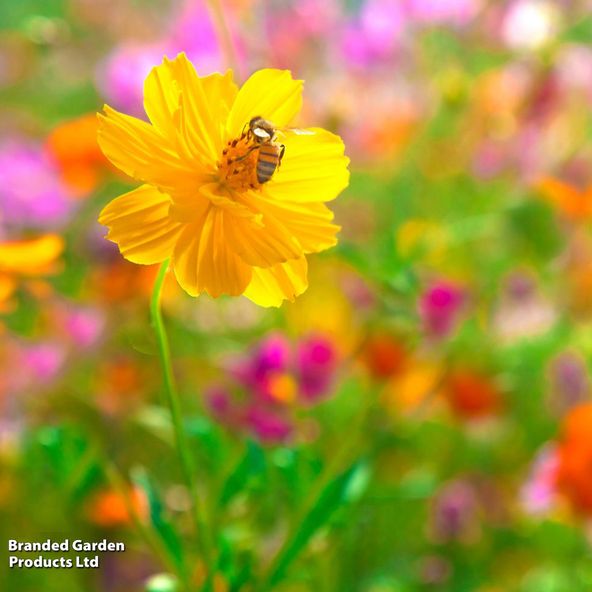 TandM Nurserymans Choice Wildflower Seeds