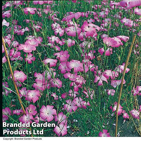 Corn Cockle - Wildflower Seeds