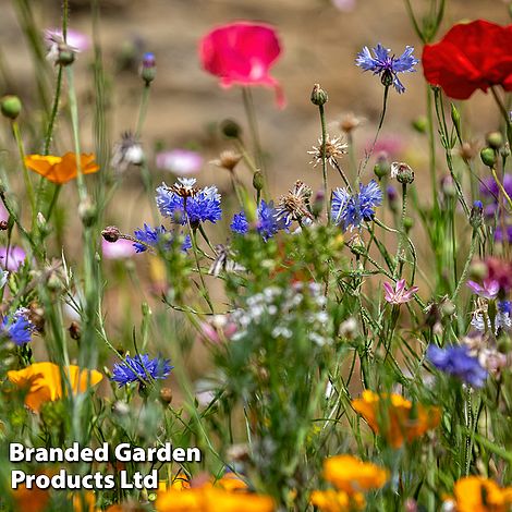 Wildflower Mediterranean Mix - Seeds