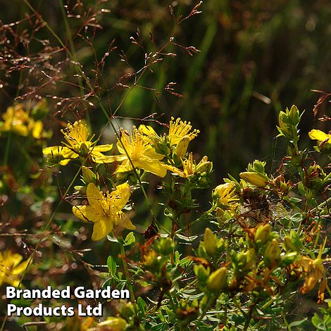 St Johns Wort - Wildflower Seeds