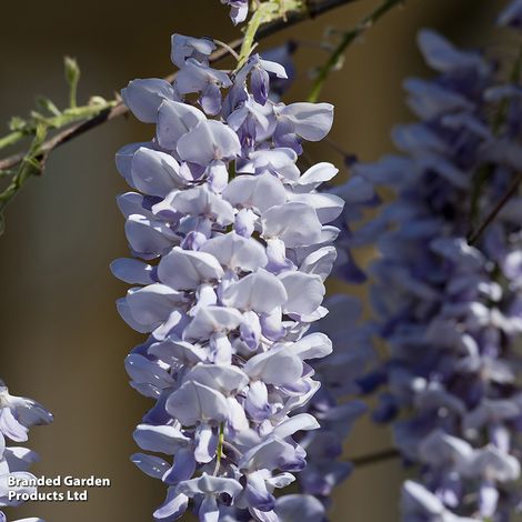 Wisteria 'Caroline'