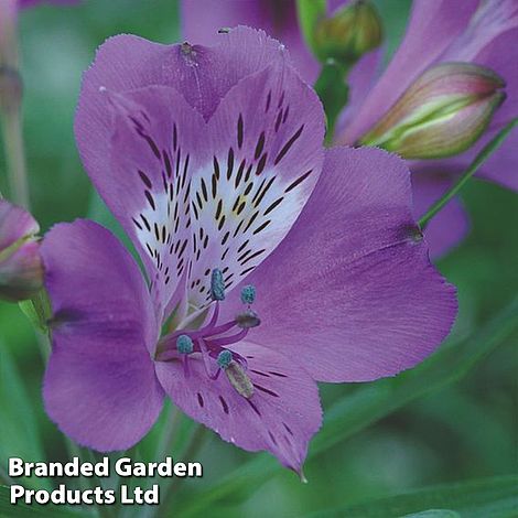 Alstroemeria Allure