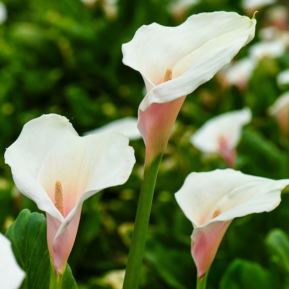 Zantedeschia Kiwi Blush