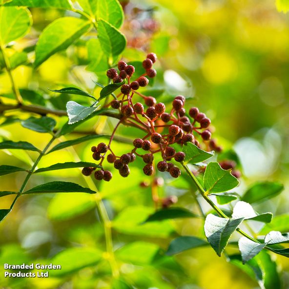 Zanthoxylum schinifolium