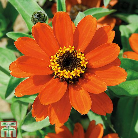 Zinnia x hybrida 'Profusion Orange' (Garden Ready) | Thompson & Morgan