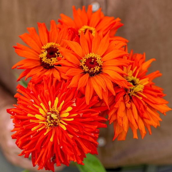 Zinnia Aztec Orange - Seeds