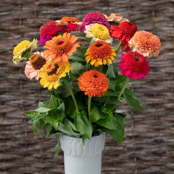 Zinnia 'Crestar Mix' - Seeds