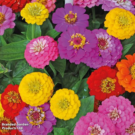 Zinnia elegans Giant Double Mixed - Seeds