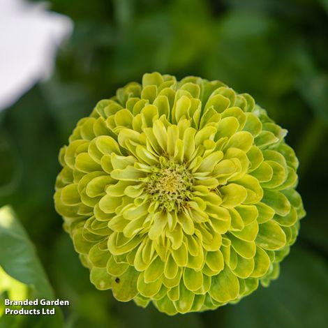 Zinnia Lime Green