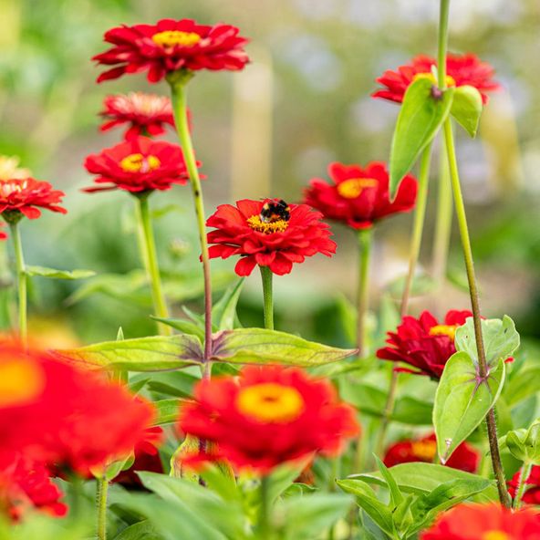 Zinnia Scarlet Flame - Seeds