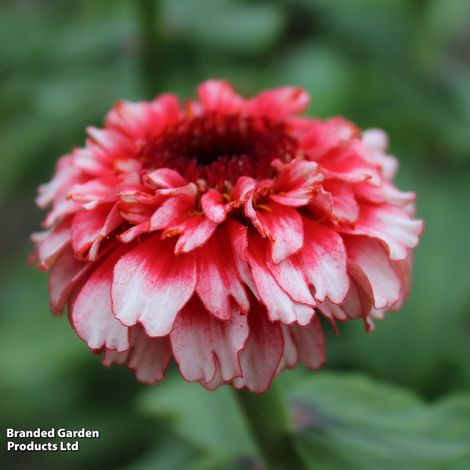 Zinnia Zinderella Fizz - Seeds