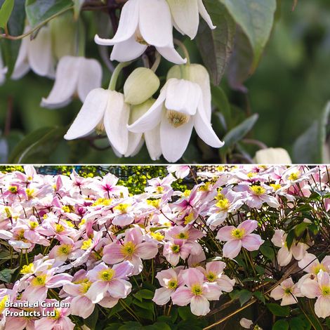 Clematis All Season Duo