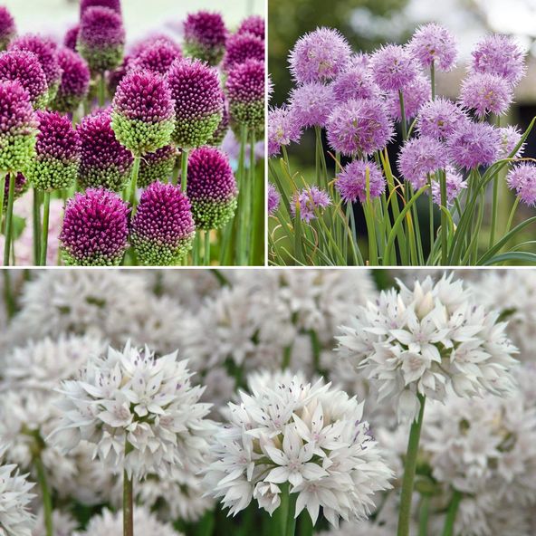 Allium Trio