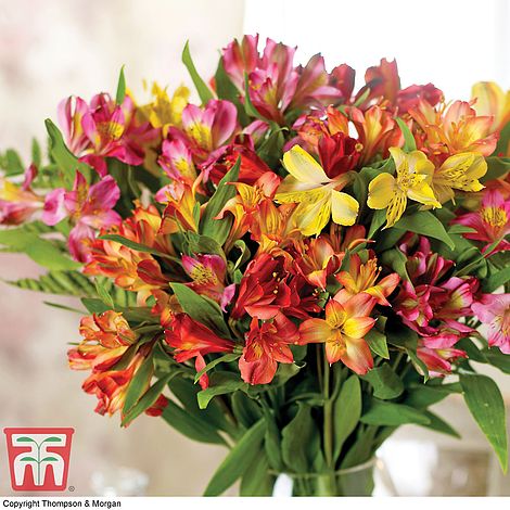 Peruvian Lily Alstroemeria Garden Hybrids Hardy Perennial 18 Bare Roots by Thompson and Morgan