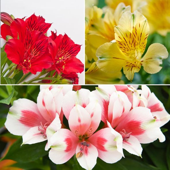 Alstroemeria Patio Perfect Collection