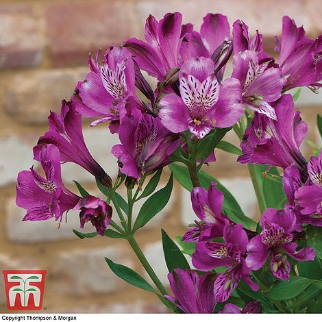 Peruvian Lily Alstroemeria Garden Hybrids Hardy Perennial 18 Bare Roots by Thompson and Morgan
