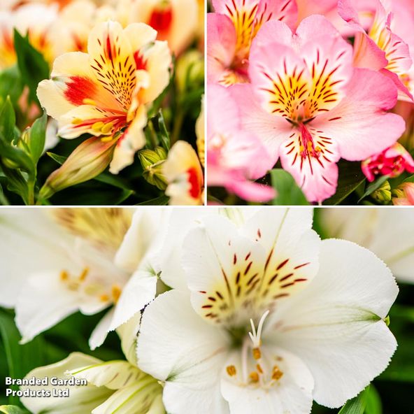 Alstroemeria Inticancha Sun Collection