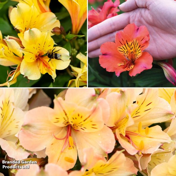 Alstroemeria Valley Collection (Summer Paradise Series)