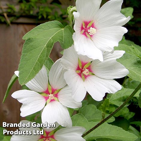 Lavatera x clementii 'Barnsley Baby' Seed Collection