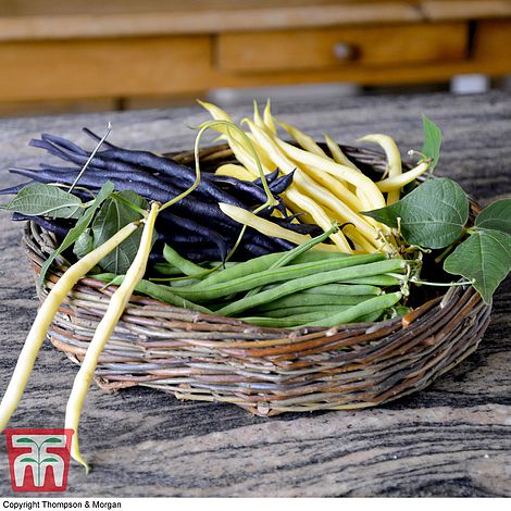 Dwarf Bean Colour Mix - Seeds