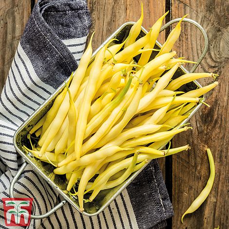 Dwarf Bean Adoration - Seeds
