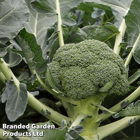 Broccoli 'Monclano' F1 Hybrid (Calabrese)